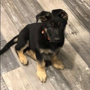 Meet your Posher, Brycen